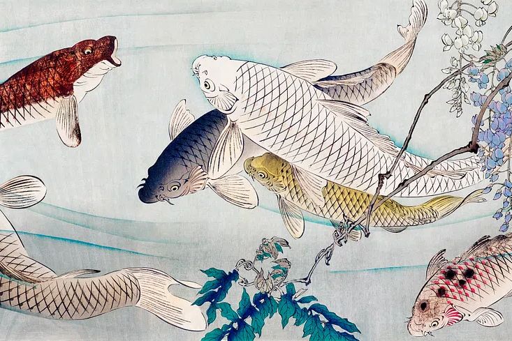 Six carp swimming beneath wisteria. poster detail