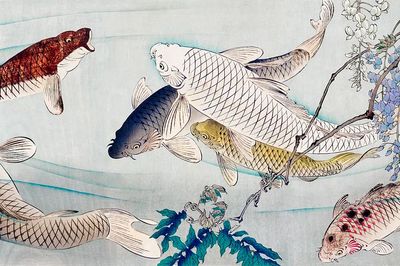 Six carp swimming beneath wisteria. poster print