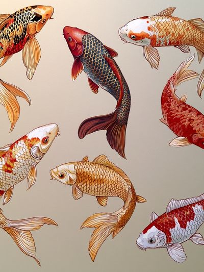 Koi Fish Illustration Poster. poster
