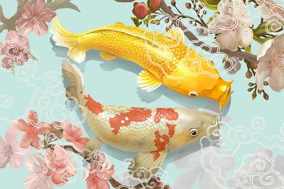 Two Japanese Koi fish swimming. poster print