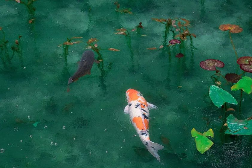 Desktop wallpaper Koi fish, aesthetic. poster detail