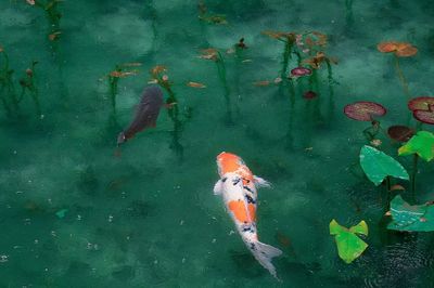 Desktop wallpaper Koi fish, aesthetic. poster