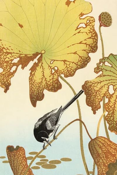 Japanese wagtail lotus plant. poster