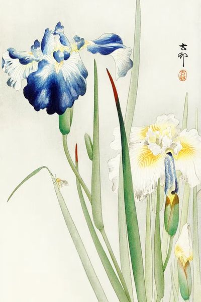 Irises (1900 - 1936) Ohara. poster print