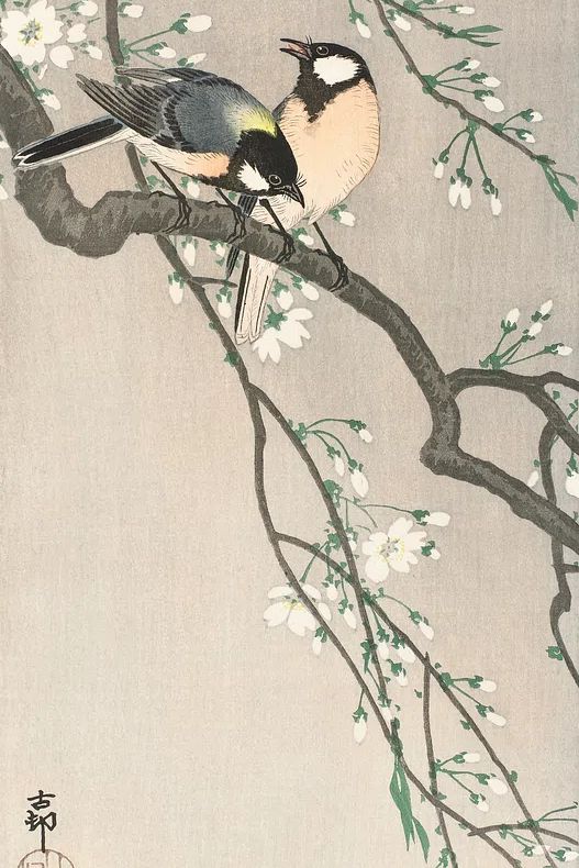 Tits Cherry Branch (1900–1910) Ohara. poster — fine-art art