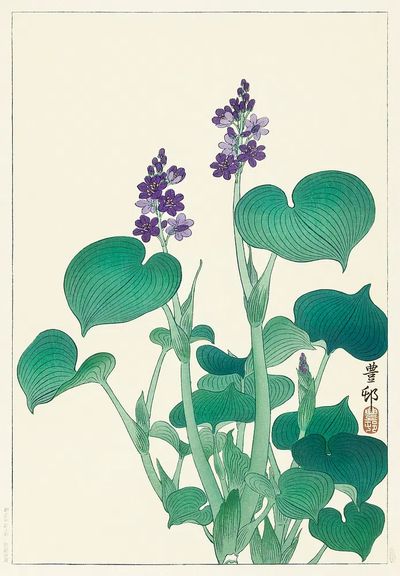 Blooming hosta (1920 - 1930). poster print