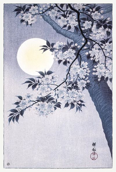 Blossoming Cherry Moonlit Night. poster print