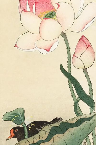 Gallinule Lotus Flowers. poster print