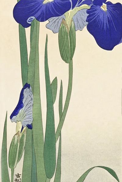 Blue Irises (1900 - 1930). poster print