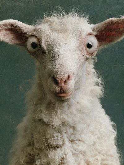 Curious Lamb Portrait Print.