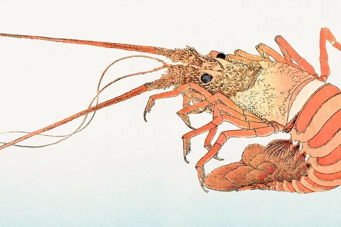 Detailed Lobster Illustration Poster. poster — illustration art