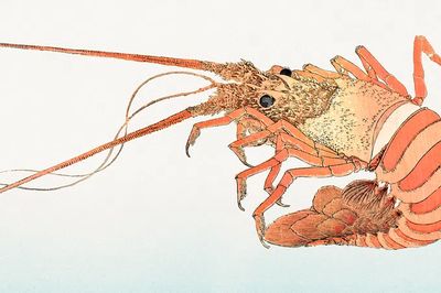Detailed Lobster Illustration Poster. poster
