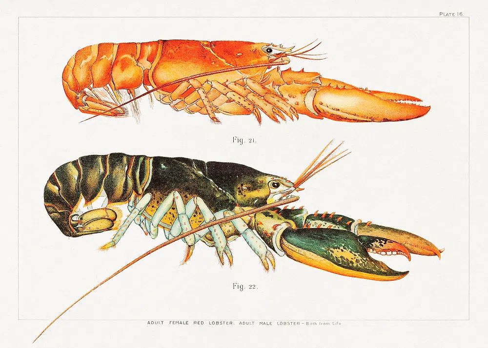 Vintage Lobster Study Print. poster detail