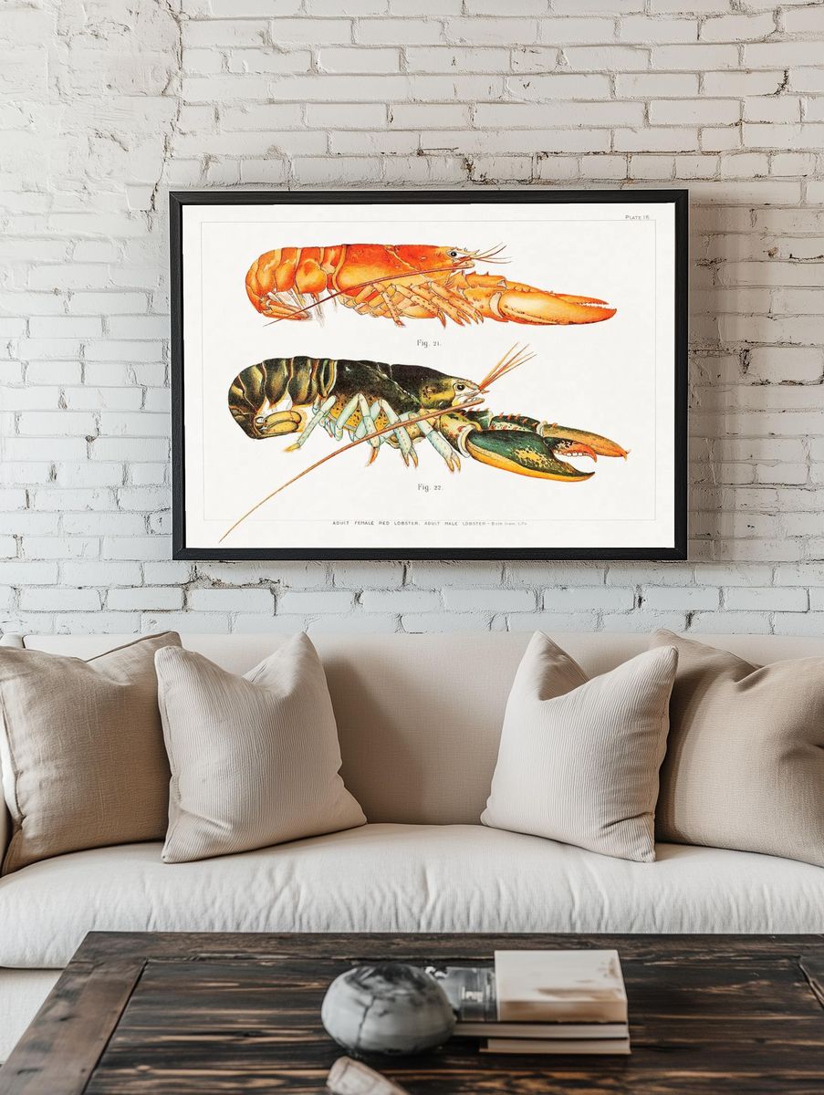 Vintage Lobster Study Print. — room view 1