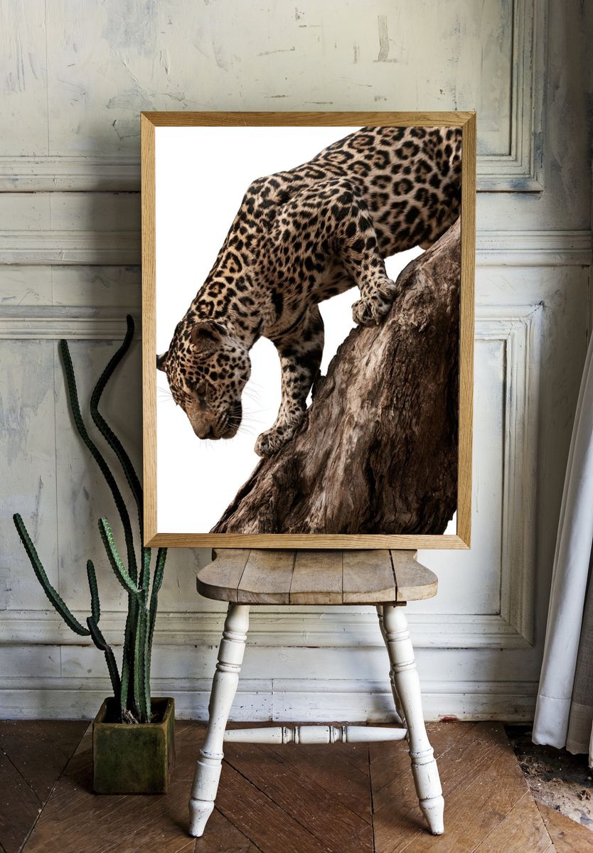 Leopard on Tree Trunk Photography Poster. — room view 1