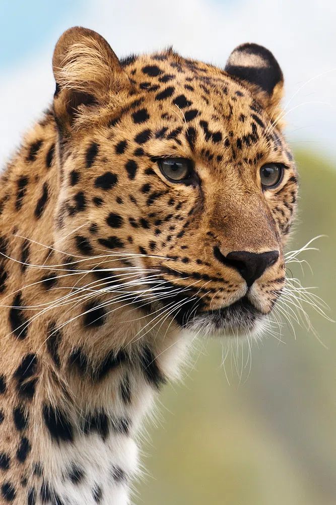 Leopard. poster — animals art
