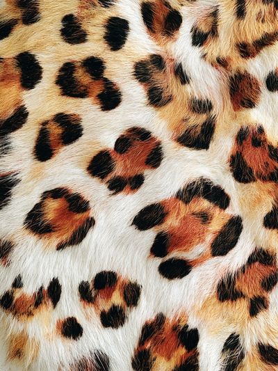 Leopard Fur Texture Photography Poster. poster