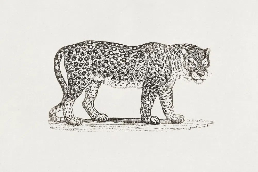 Leopard Engraving Print. poster — animals art