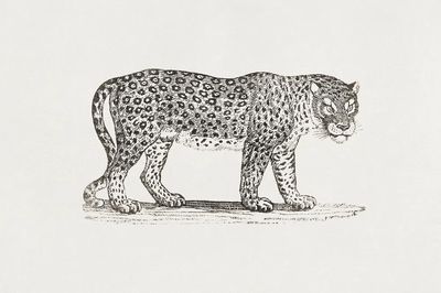 Leopard Engraving Print
