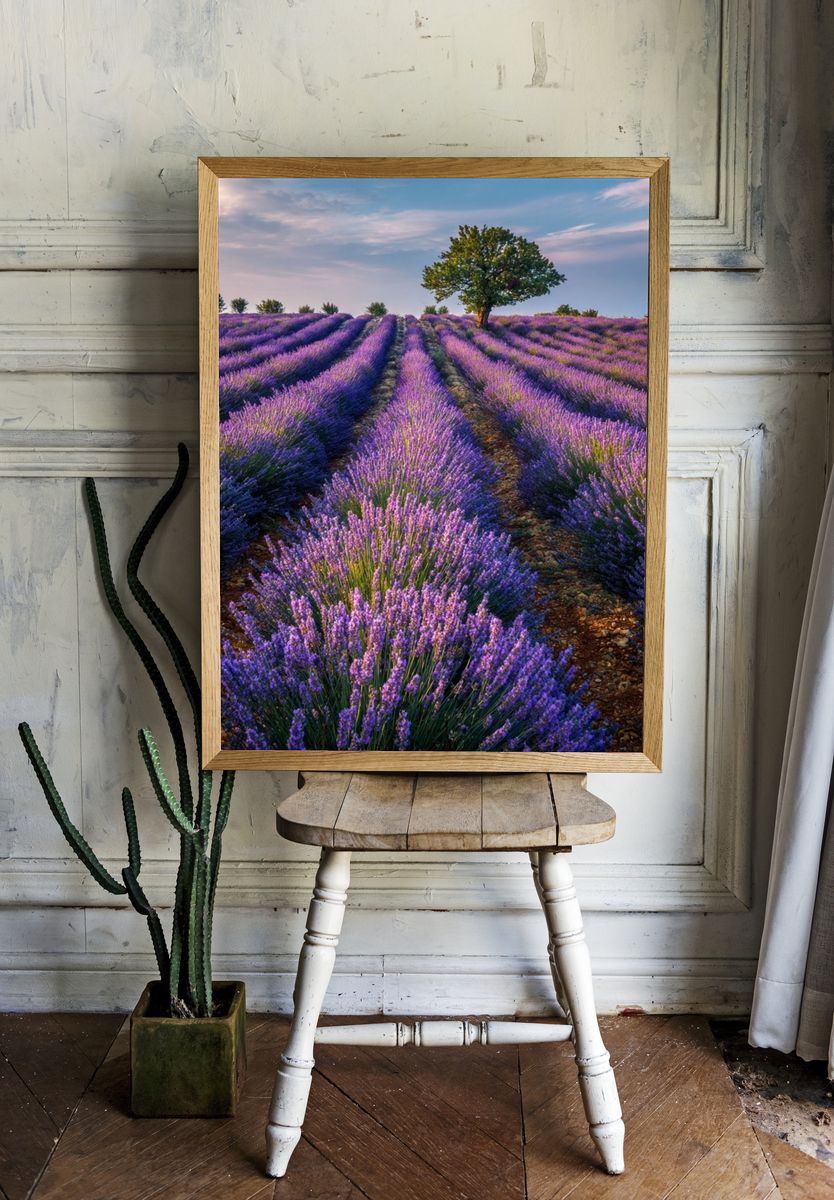 Lavender Field Landscape Poster. — room view 1