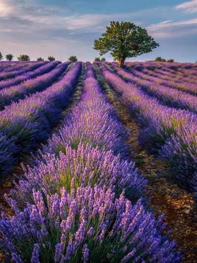 Lavender Field Landscape Poster. poster