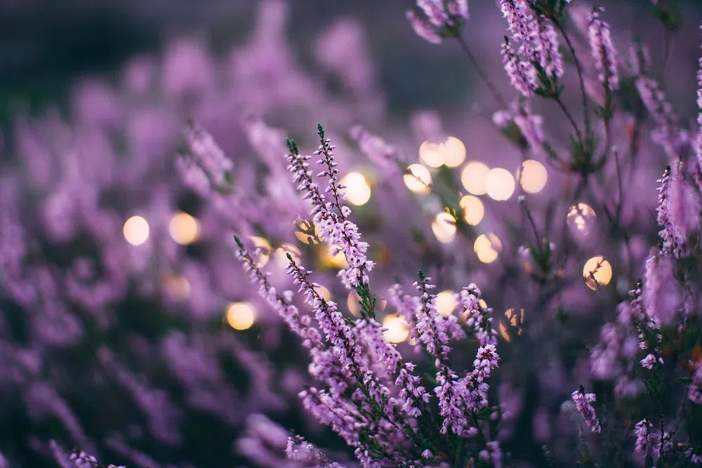 large patch lavender flowers bokeh. poster detail