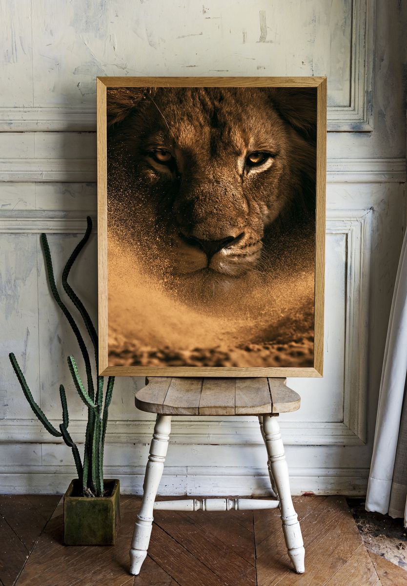 Lion Portrait Photography Poster. — room view 1