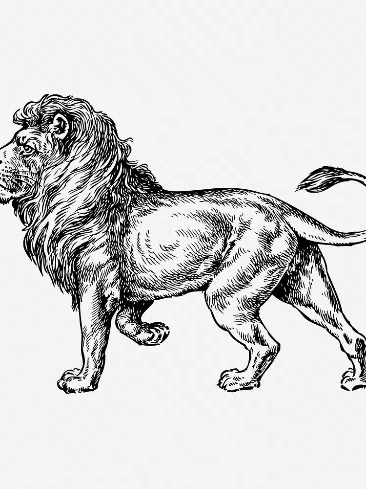 Majestic Lion Illustration Poster. poster — animals art