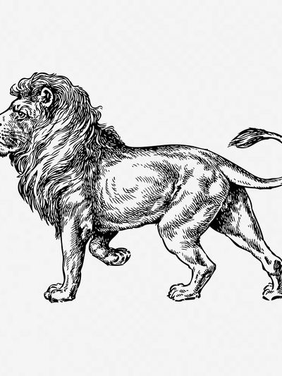 Majestic Lion Illustration Poster. poster