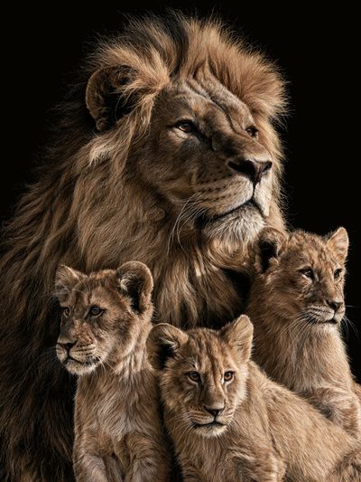 Lion Family Portrait Poster. poster
