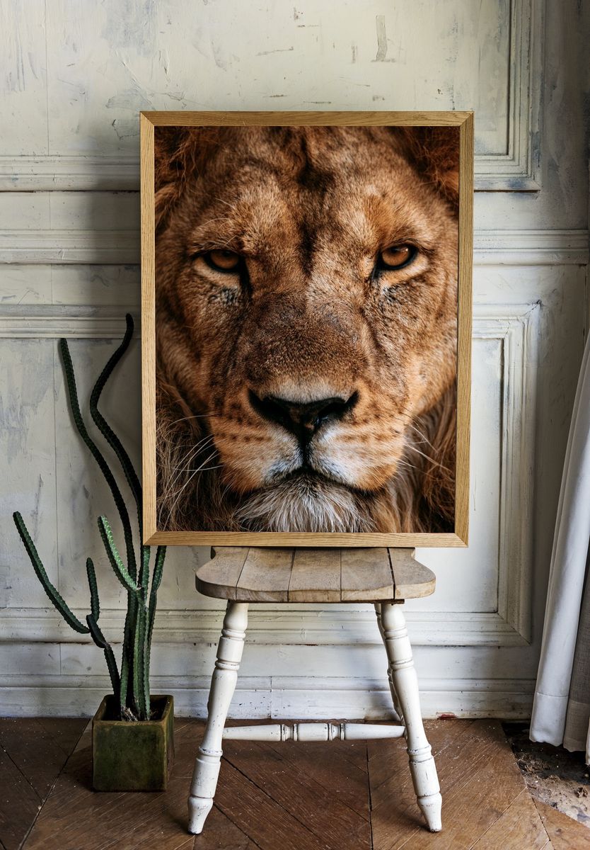 Lion Portrait Photography Poster. — room view 1