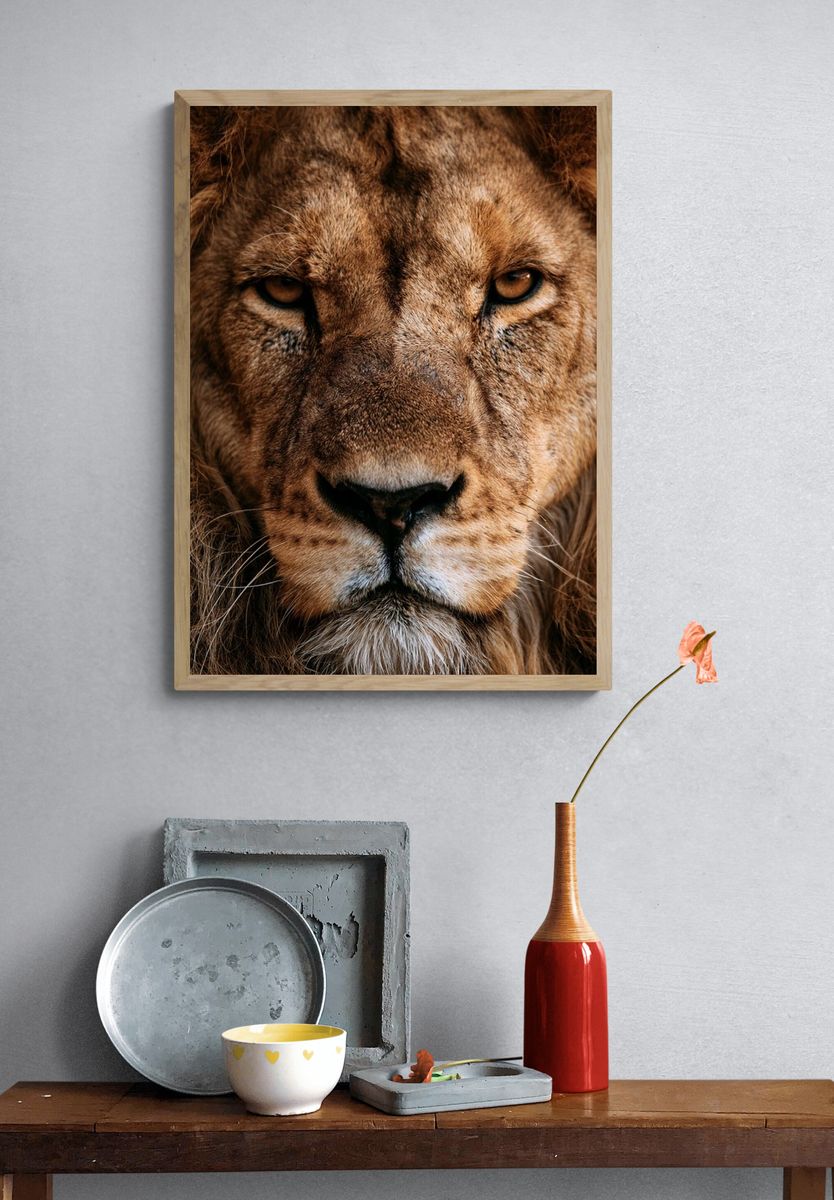 Lion Portrait Photography Poster. — room view 3