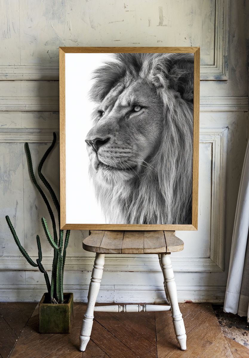 Majestic Lion — Black-White Print. — room view 1