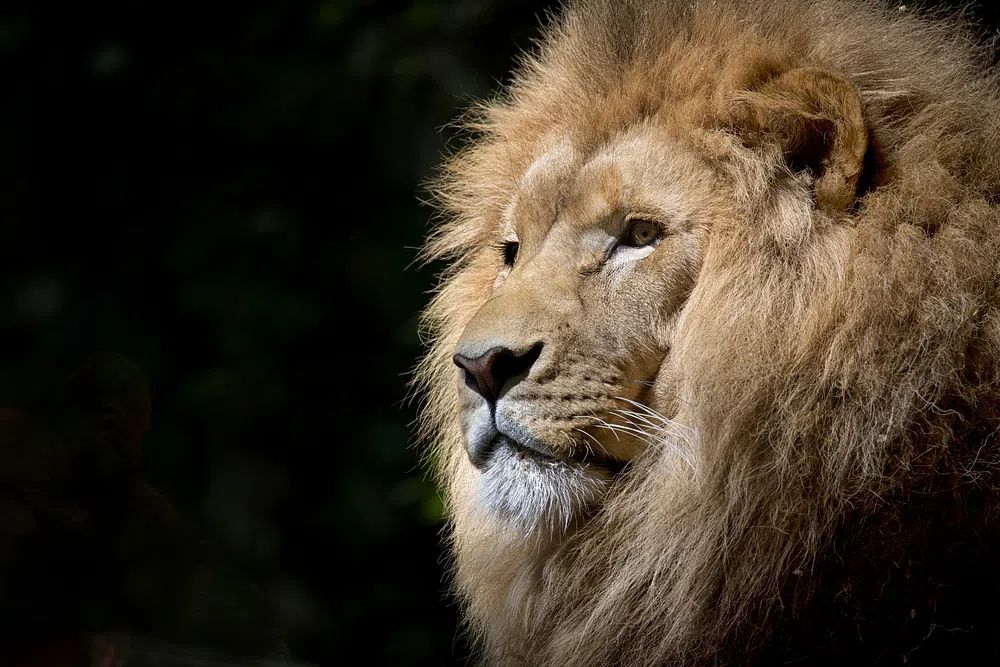 Free male lion background, wildlife. poster detail