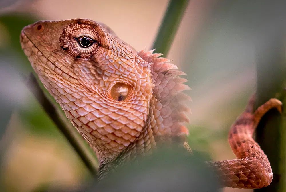 Lizard Close-Up Photography Poster. poster detail