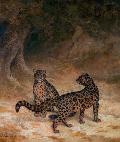Clouded Leopards (ca. 1825) painting. poster print