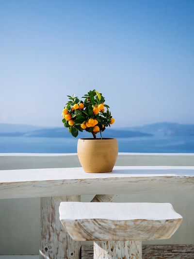 Orange tree view mountains Santorini. poster print