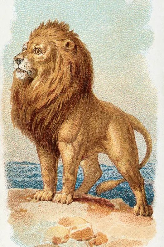 Lion — Vintage Print. poster — animals art