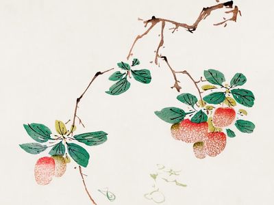 Lychee Branch — Watercolor Print. poster print
