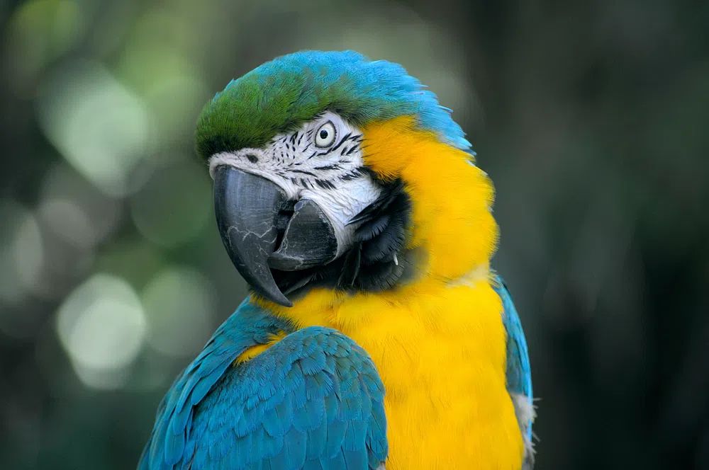 Macaw Parrot Portrait Poster. poster — animals art
