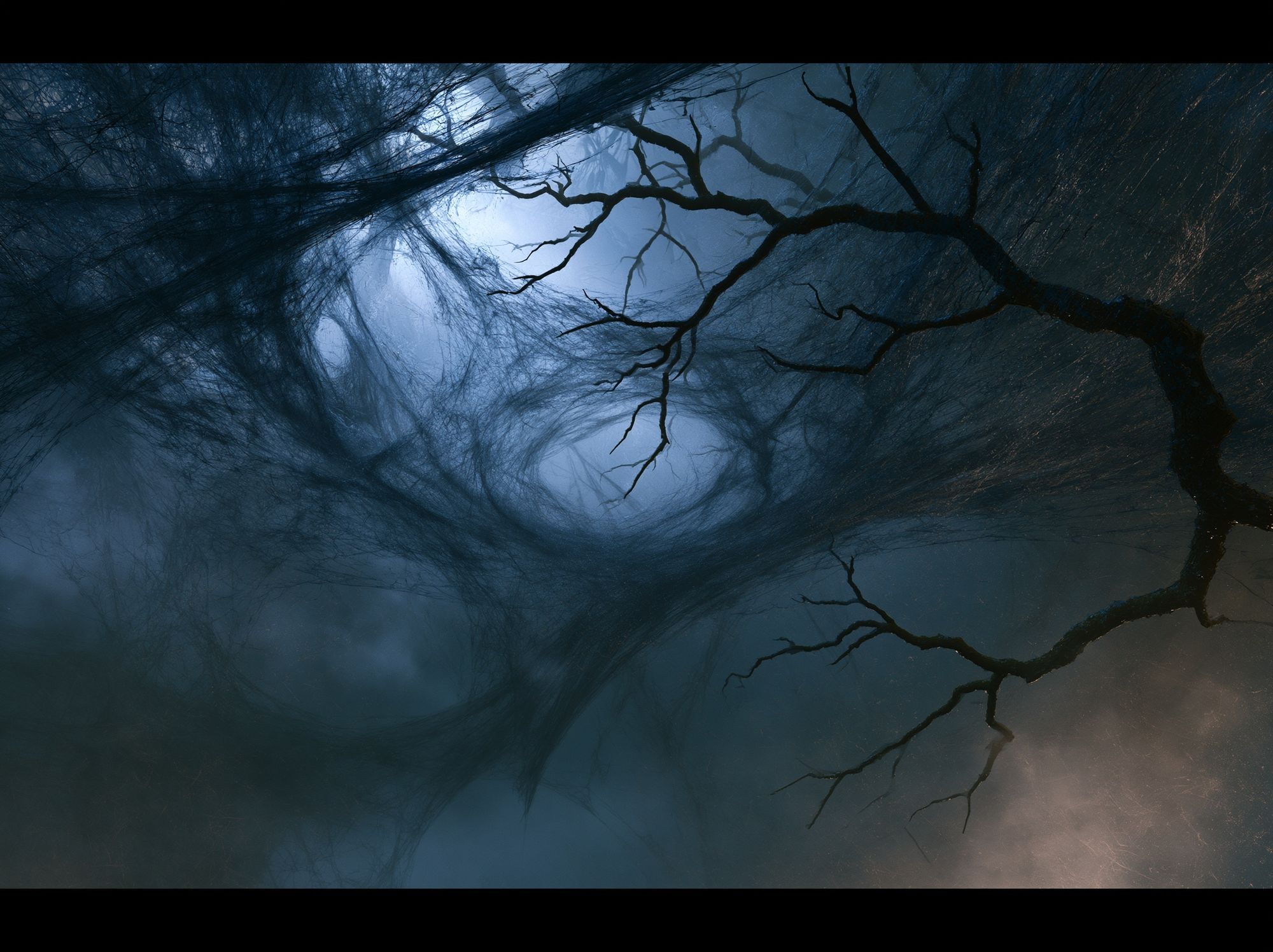 Moonlit Forest Canopy Poster. poster — photography art