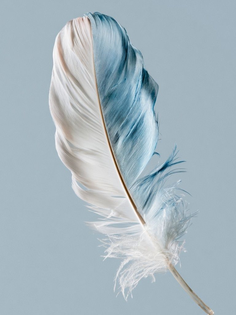 Blue and White Feather Print. poster — minimalist art