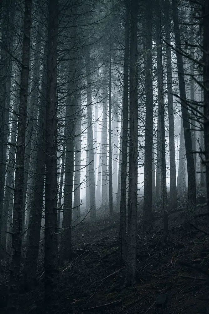 Misty Forest — Nature Poster. poster — nature art
