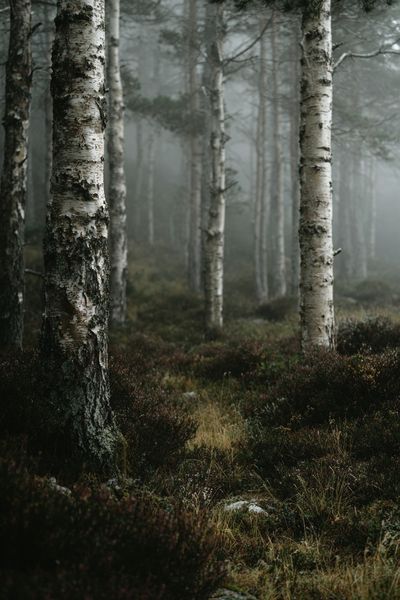 Misty Forest Photography Poster.