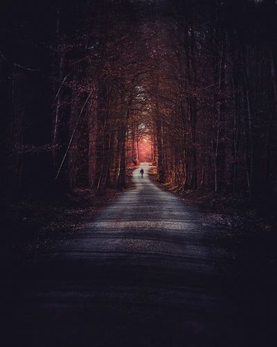 Mysterious Forest Path — Photography Print. poster