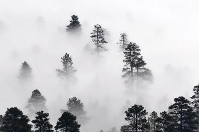 HD wallpaper winter landscape, nature. poster print