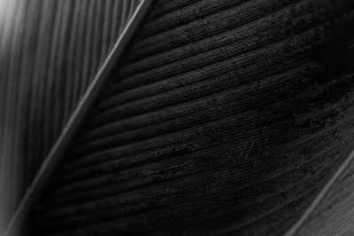 Monochrome Feather Texture Poster. poster print