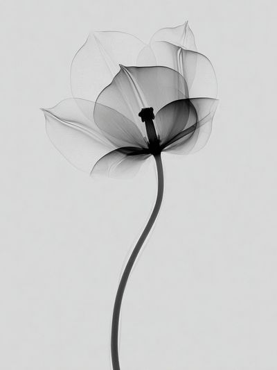Monochrome Flower Minimalist Print