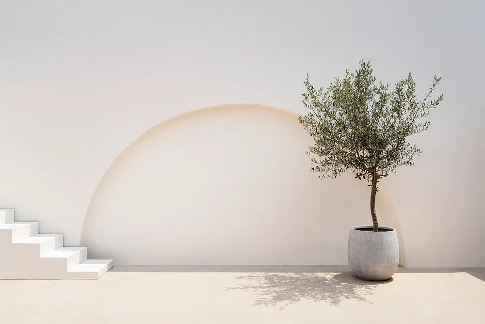 Mediterranean minimal wall plant exterior. poster — minimalist art