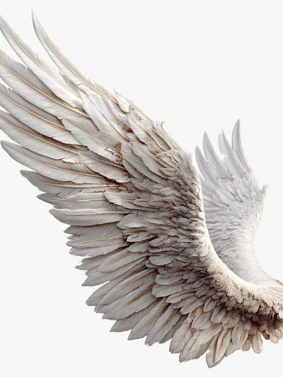 White Feather Wing Print